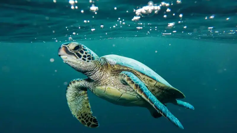 Mayotte : un homme interpellé avec 70 kg de viande de tortue protégée