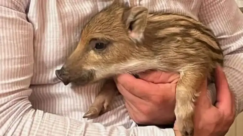 toto le sanglier