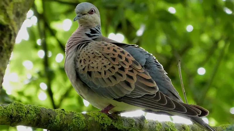 L’Europe met la pression sur les chasseurs