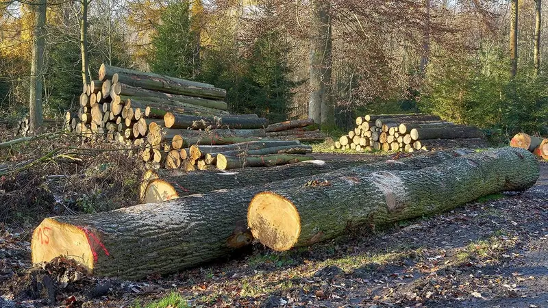 Un mystérieux trafic de chênes en Ariège