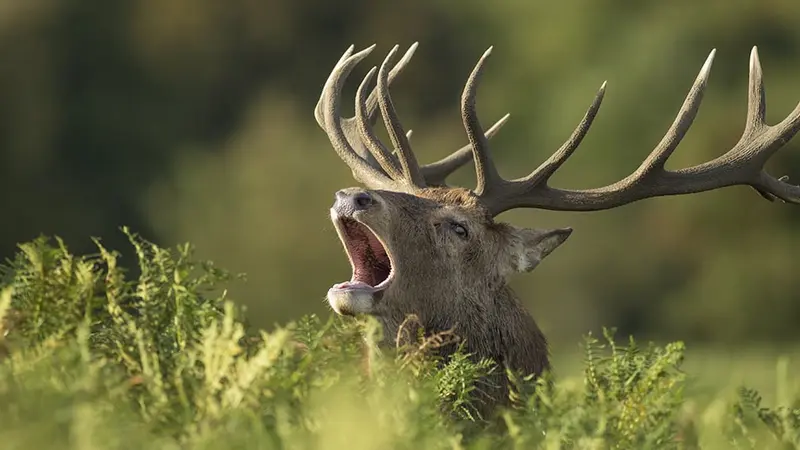 L'homme est mort suite au choc avec le cerf