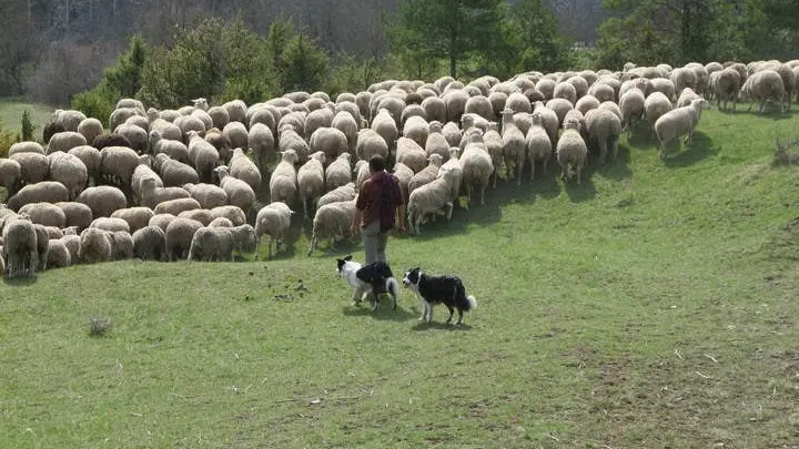 Attaque de loups : un berger retrouve 139 brebis vivantes 2 mois après