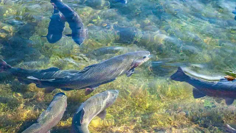 interdiction de la pêche à la truite
