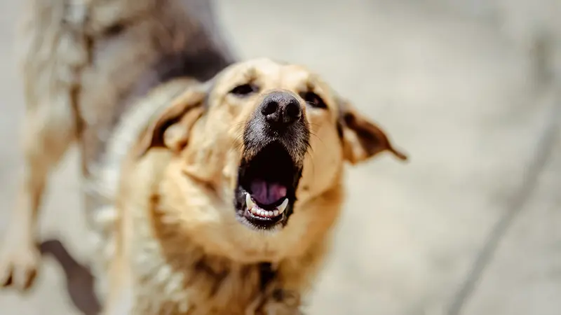 Toulouse : il abat 2 de ses chiens sur son balcon