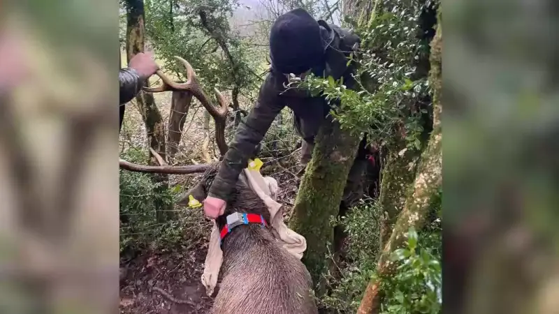 un cerf sauvé dans l'Aveyron