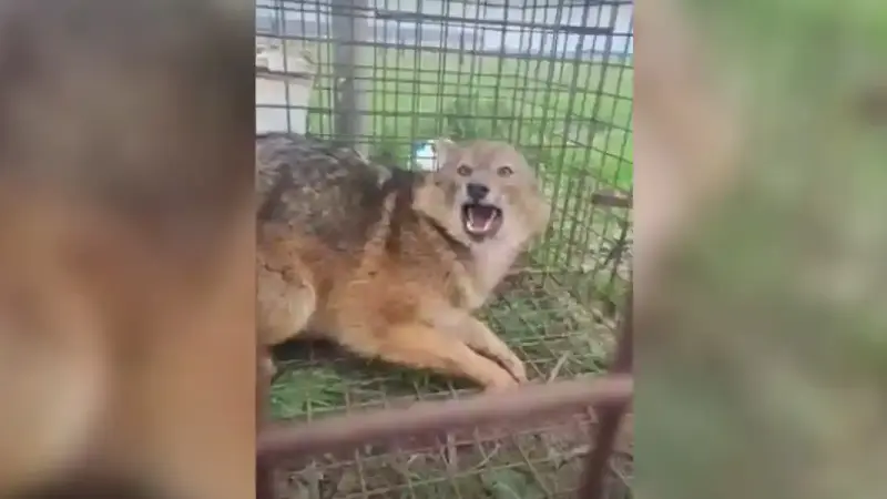 un chacal doré capturé dans l'Aisne