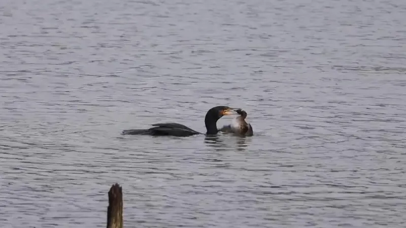un cormoran avale un grèbe