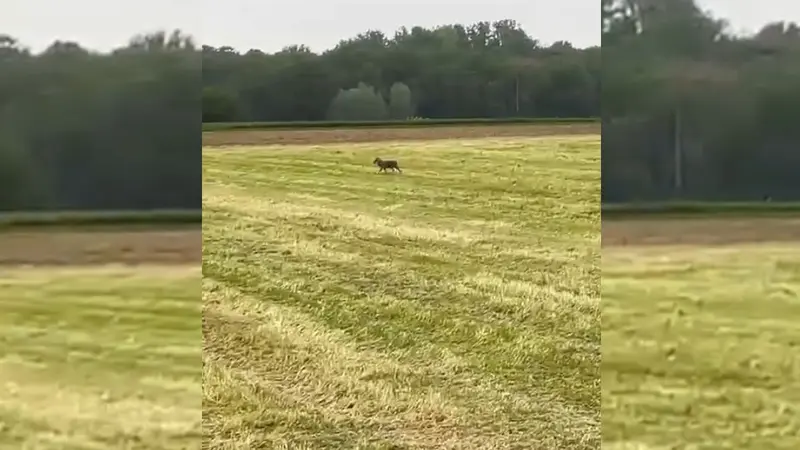 Un loup aperçu par un chasseur à la frontière entre la France et la Belgique