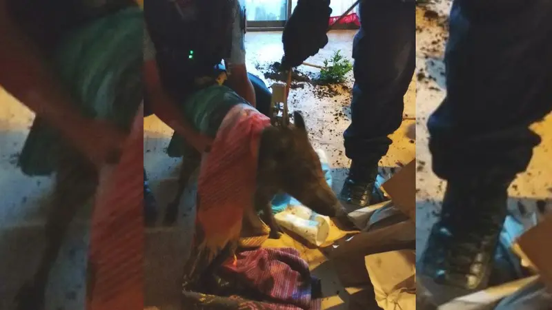 La gendarmerie et les pompiers appelés pour un marcassin qui saccage une maison