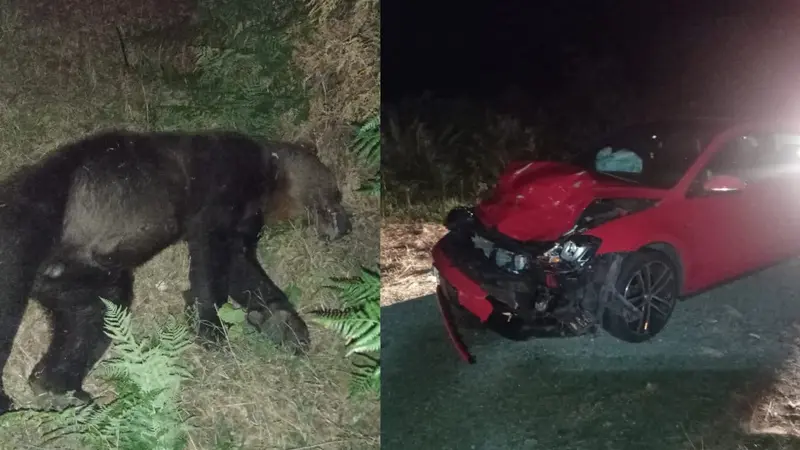 Un ours tué dans un accident de la route de l’autre côté des Pyrénées