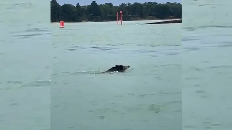 un sanglier à la nage dans le golfe du morbihan