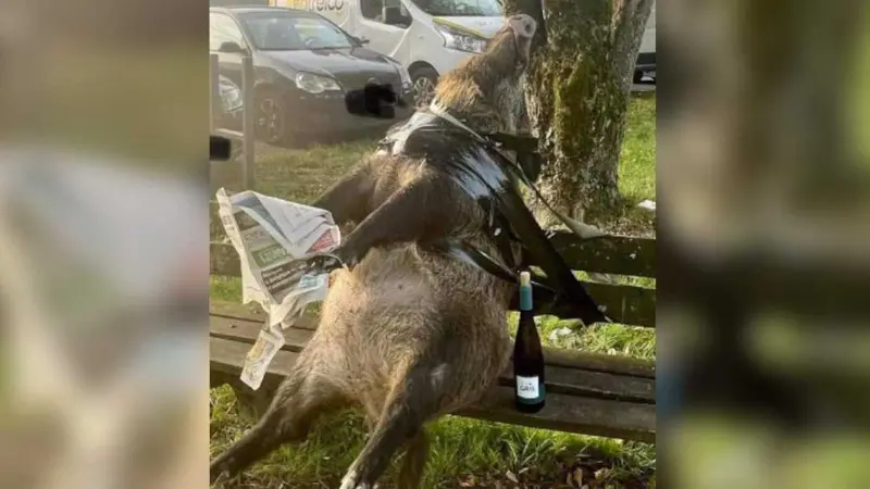 un sanglier installé sur un banc avec un journal et une bouteille de vin