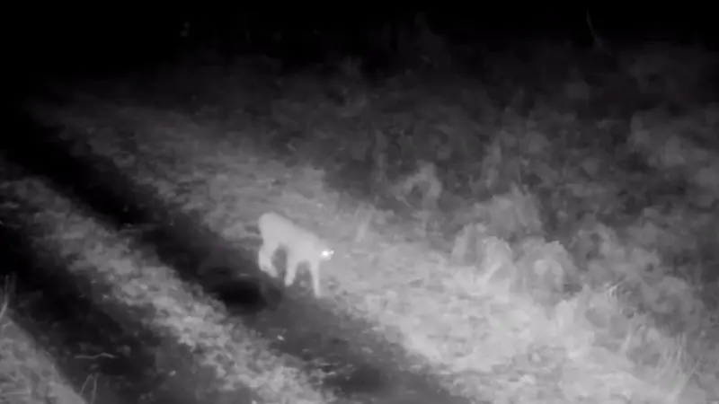 une femelle de lynx et ses deux petits dans le massif des Bauges