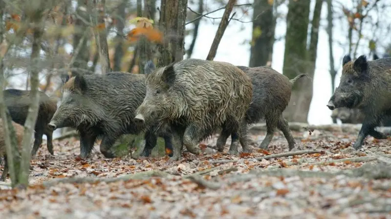 Arrêt total de la chasse par les chasseurs Catalans, en colère et en grève totale