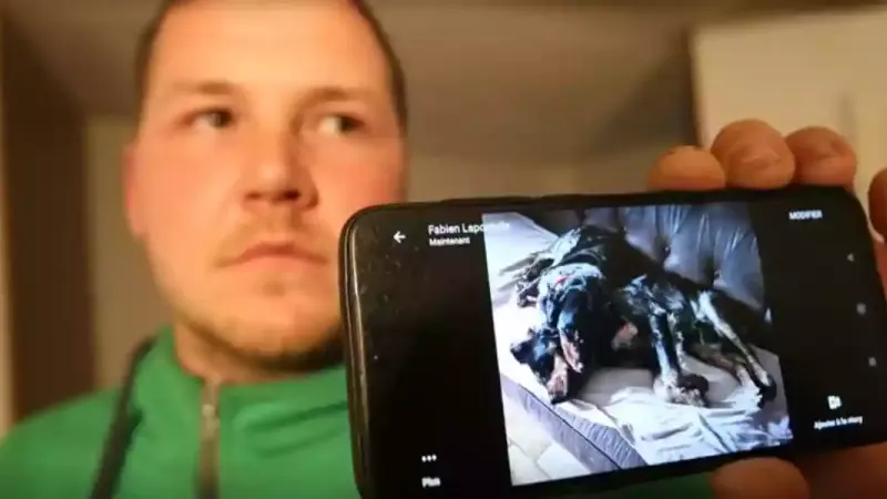 une voiture en échange de ses chiens