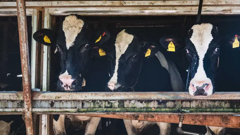 Un éleveur condamné à 102 000€ de dommages à cause des nuisances de ses vaches