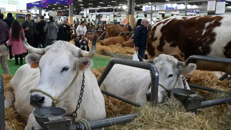 Salon de l’Agriculture 2026 : une édition sans vaches, un fait inédit