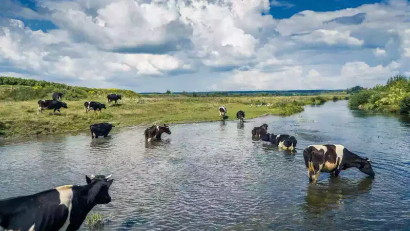 Un troupeau de vaches sauvé grâce à des kayaks et du foin