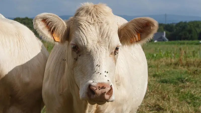 Un maire veut offrir une vache aux élus écologistes de Lyon