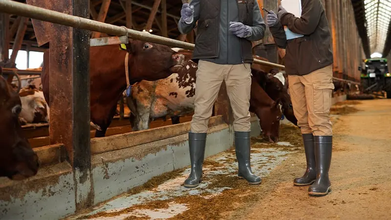 Dordogne : Un éleveur trouve ses vaches mutilées à la queue