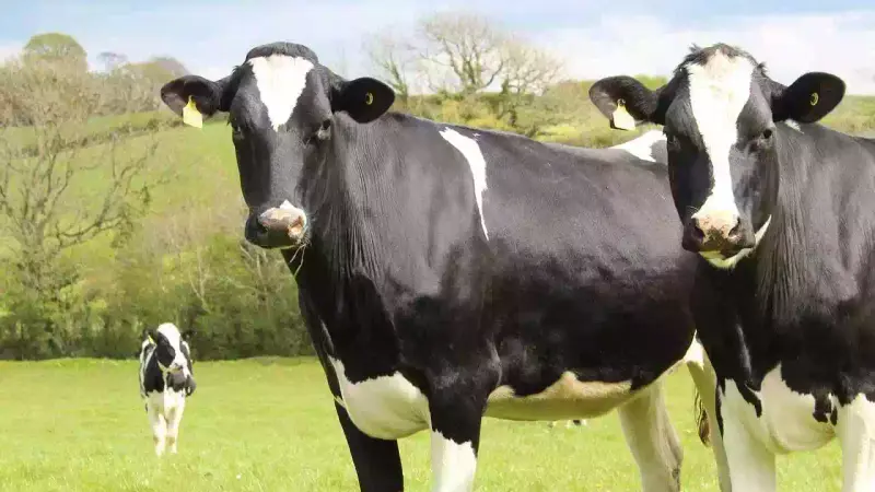 vaches