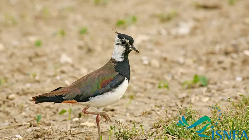 Un vanneau huppé parcourt 5.000 kilomètres depuis les Ardennes