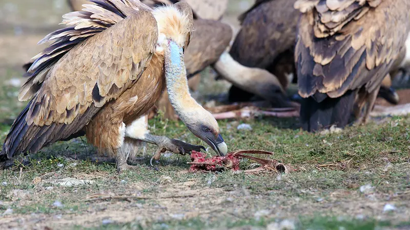 Corrèze : des vautours fauves dépècent une brebis