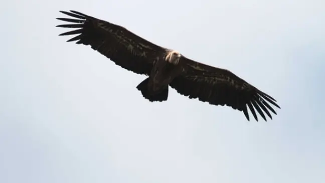 Dans l’Aveyron, la LPO met en doute la parole des éleveurs au sujet des attaques de vautours