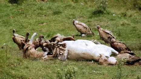 vautour-genisse-haute-savoie