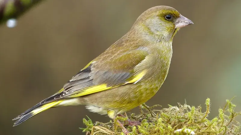 Trois mois de prison avec sursis pour avoir capturé des passereaux dans son jardin