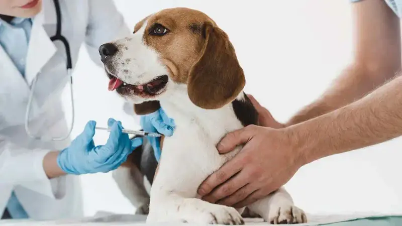 Plus de 600 chiens vont être vaccinés contre la maladie d’Aujeszky en Ariège