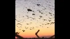 Vidéo : des millions d’oies sauvages