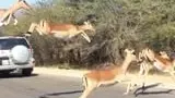 Vidéo insolite : des impalas jaillissent au-dessus de la route et stop la circulation