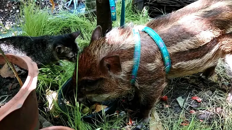 Vidéo insolite: un chat un marcassin partage le même repas !