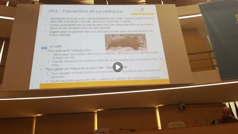 Vidéo : tout savoir sur la peste porcine africaine (PPA) – Congrés FNC