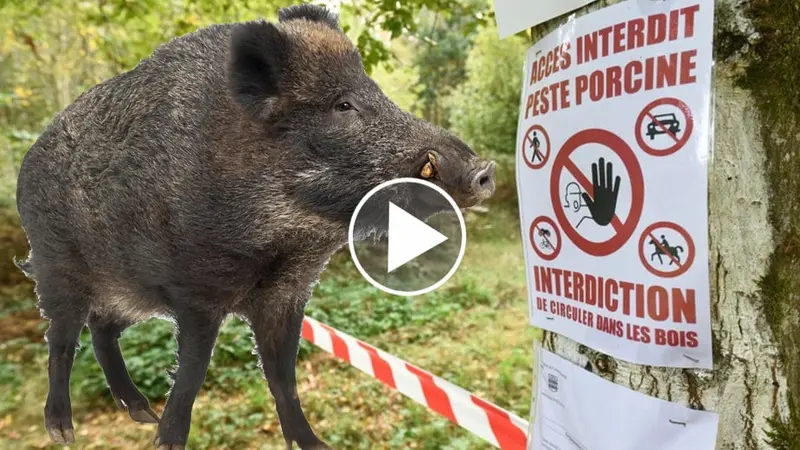 PPA : vidéo au cœur de l’épizootie
