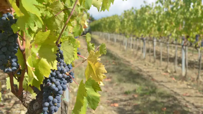 Un viticulteur offre du vin pour inciter des squatteurs à venir faire du bruit dans ses vignes et faire fuir les sangliers