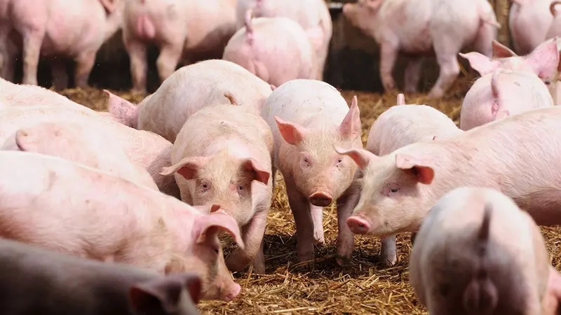Les chercheurs Chinois découvrent un nouveau virus de grippe porcine propice à une pandémie