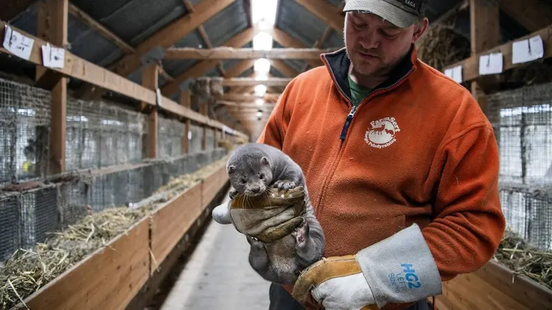 COVID 19 : chats et visons contaminés par le coronavirus