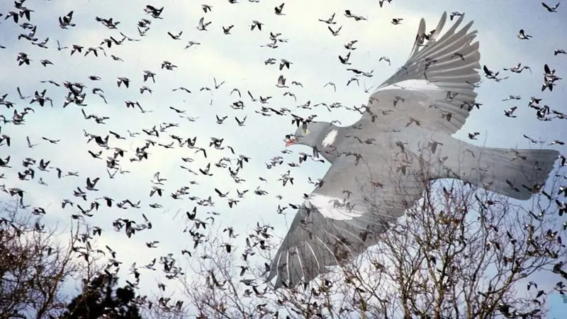 Pigeon : ça déboule !