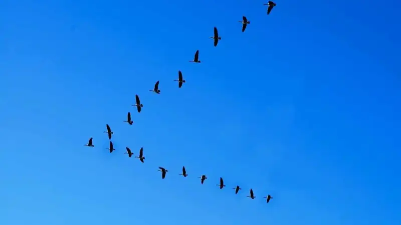 Pourquoi les oiseaux volent-ils en V ?