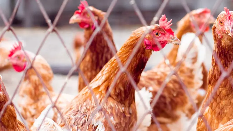 Risque élevé de grippe aviaire en France, les volailles confinées