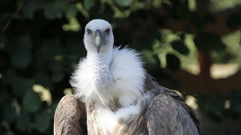 vautour fauve