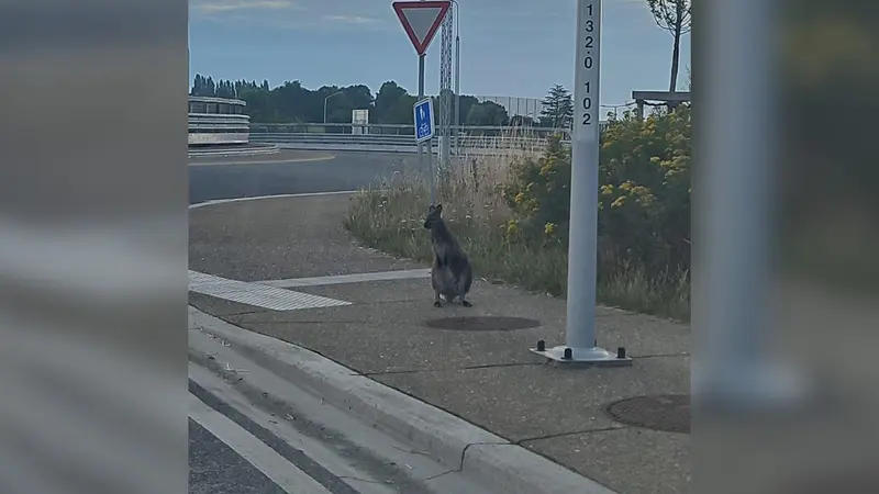 wallabies en cavale
