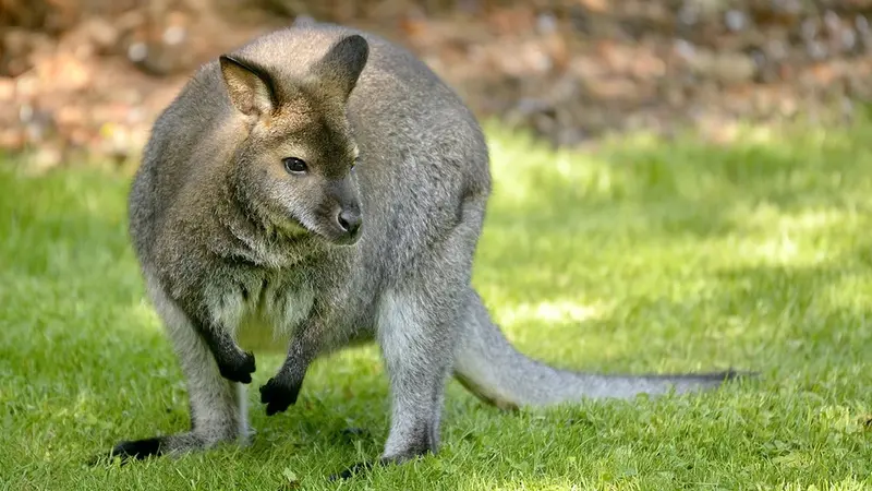 wallaby-chasse-loire-atlantique