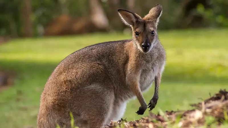 wallaby isere
