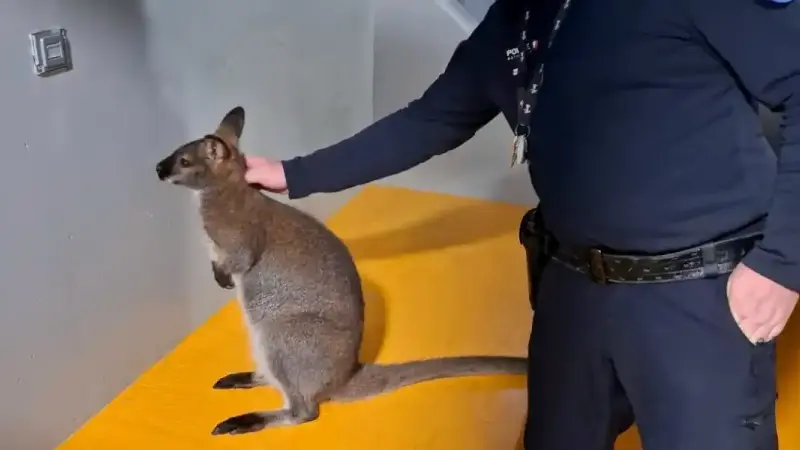 wallaby sant die des vosges