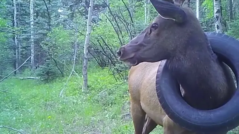 USA : un wapiti qui vivait depuis 2 ans avec un pneu autour du cou libéré