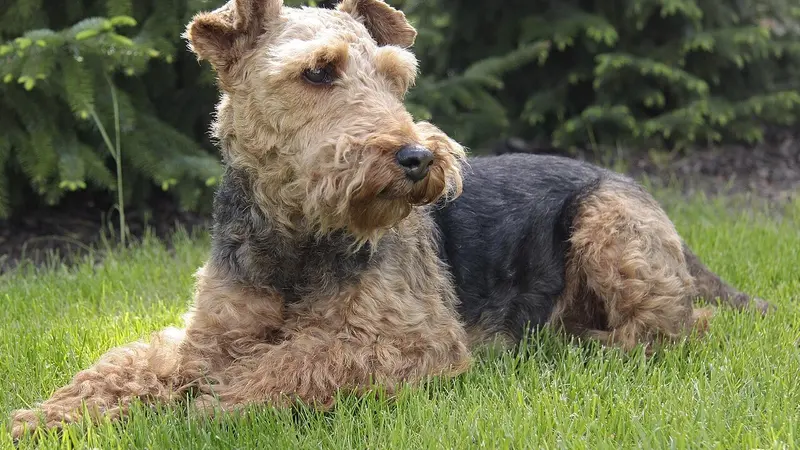 Welsh terrier