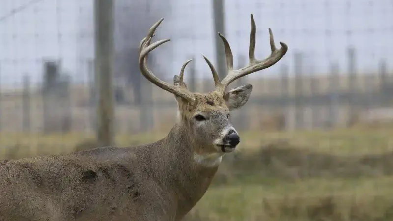 Cerf de Virginie Longueuil